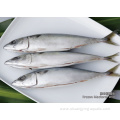 Best Seafood Frozen Pacific Mackerel 300-500g